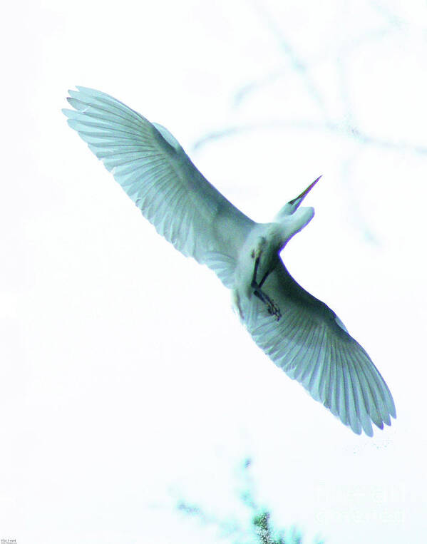 Egret Art Print featuring the photograph Great Egret at Avery Island Rookery by Lizi Beard-Ward