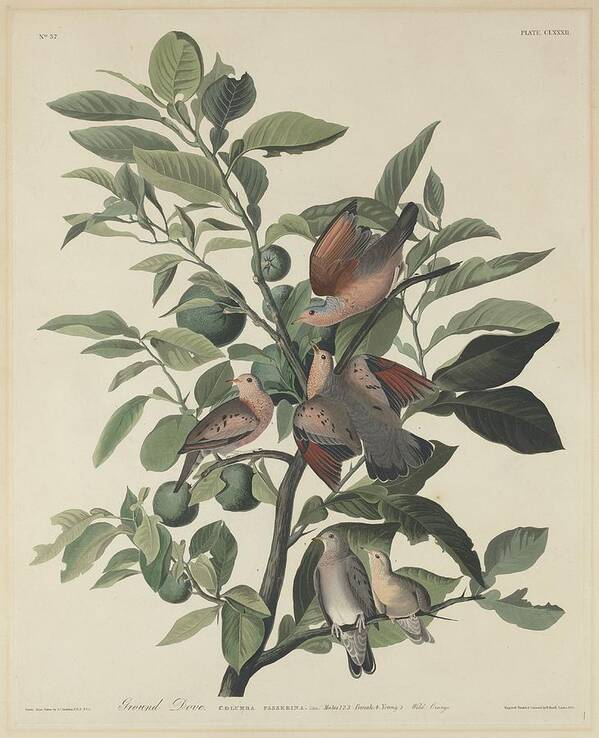 Audubon Art Print featuring the drawing Ground Dove by Dreyer Wildlife Print Collections 