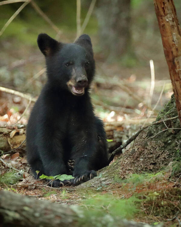 Black Bear Art Print featuring the photograph Have You Seen My Mother by Coby Cooper