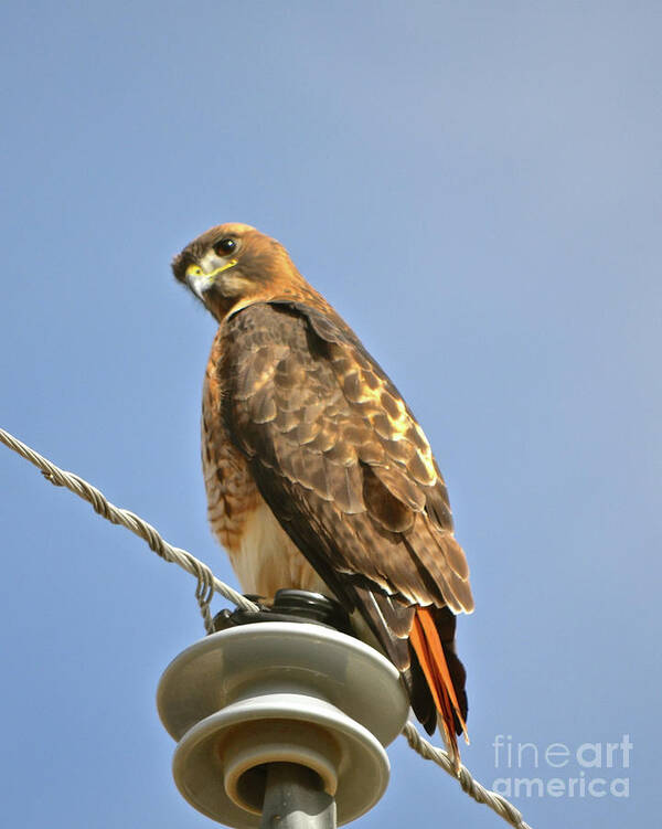 Hawk Art Print featuring the photograph Hawkeye by Cindy Schneider