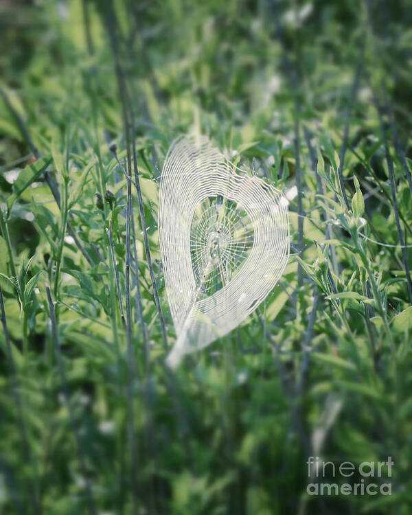Hearts In Nature Art Print featuring the photograph Hearts In Nature - Heart Shaped Web by Kerri Farley
