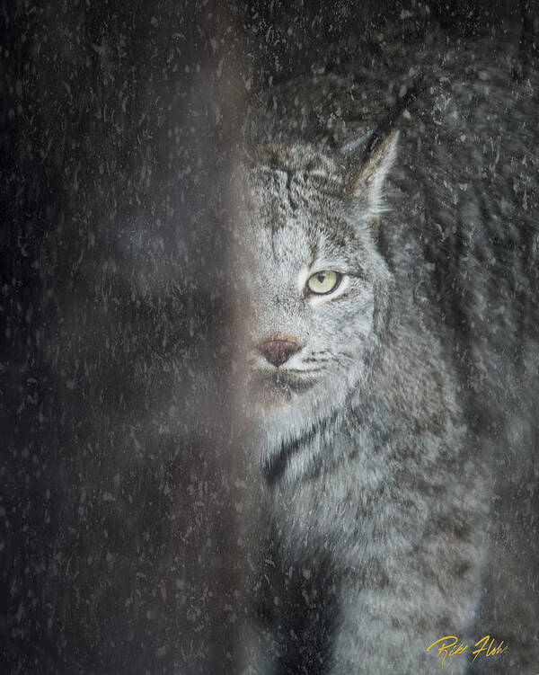 Animals Art Print featuring the photograph Hiding Lynx by Rikk Flohr