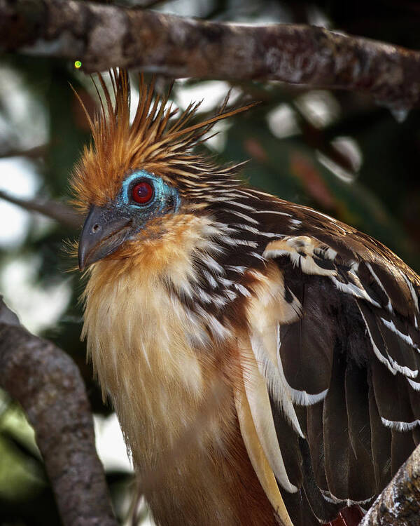 Colombia Art Print featuring the photograph Hoatzin La Macarena Colombia by Adam Rainoff