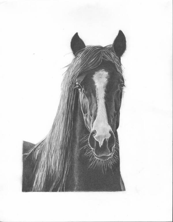 Horse Portrait Art Print featuring the drawing Horse Portrait by Sue Olson