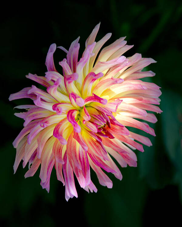 Dahlia Art Print featuring the photograph Hot Pink Karma Sangria Dahlia by Julie Palencia