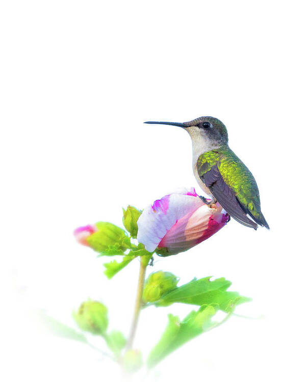 Hummingbird Art Print featuring the photograph Hummingbird by Brian Caldwell