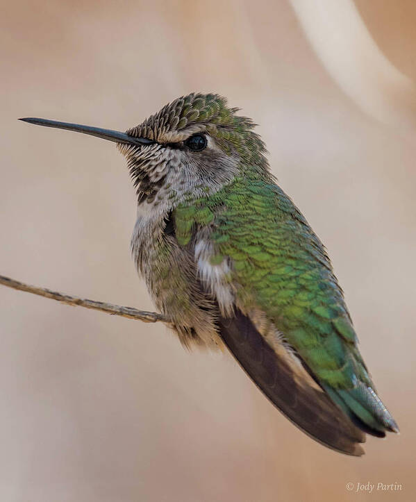 Bird Art Print featuring the photograph Hummingbird Magic by Jody Partin