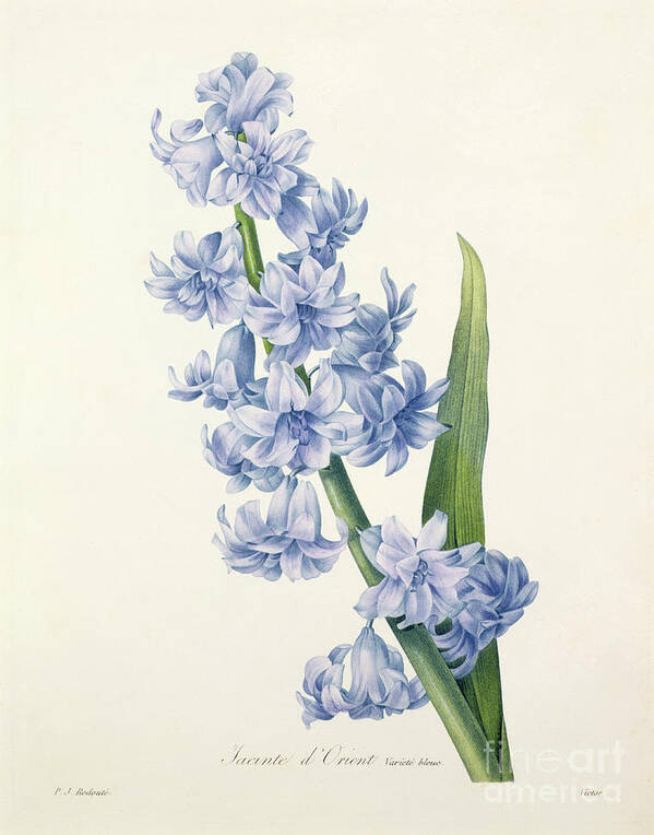 Hyacinthus Art Print featuring the drawing Hyacinth by Pierre Joseph Redoute