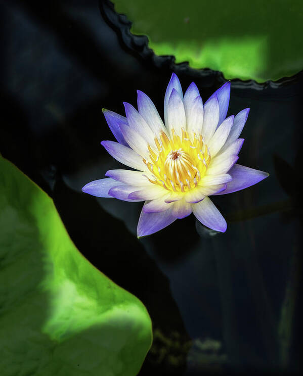 Aquatic Art Print featuring the photograph Waterlily showing its true colors. by Usha Peddamatham