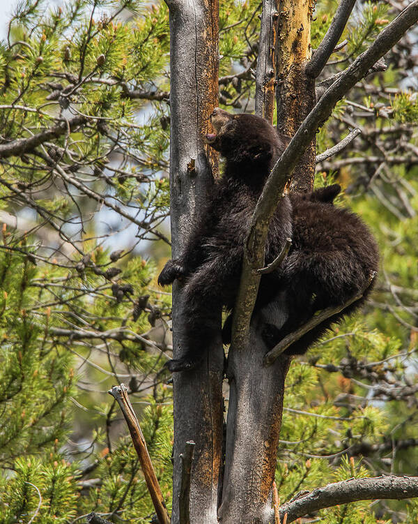 Black Bears Art Print featuring the photograph I Want My Mom by Yeates Photography