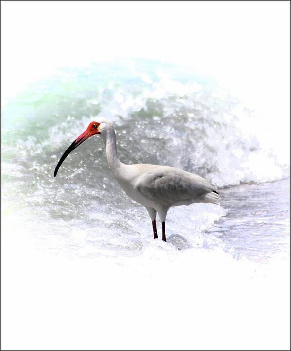 Ibis Surf Art Print featuring the photograph Ibis Surf by Sheri McLeroy