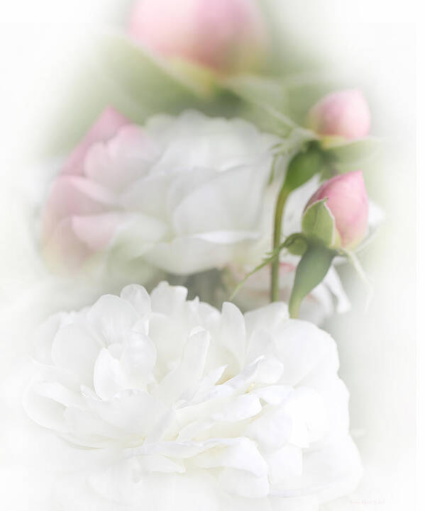 Rose Art Print featuring the photograph Illusions of White Roses and Pink Rosebuds by Jennie Marie Schell