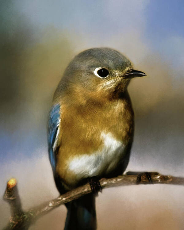 Animal Art Print featuring the photograph I'm a Bluebird by Lana Trussell