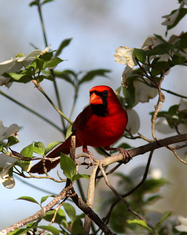 Northern Cardinal Art Print featuring the photograph IMG_2088-003 - Northern Cardinal by Travis Truelove
