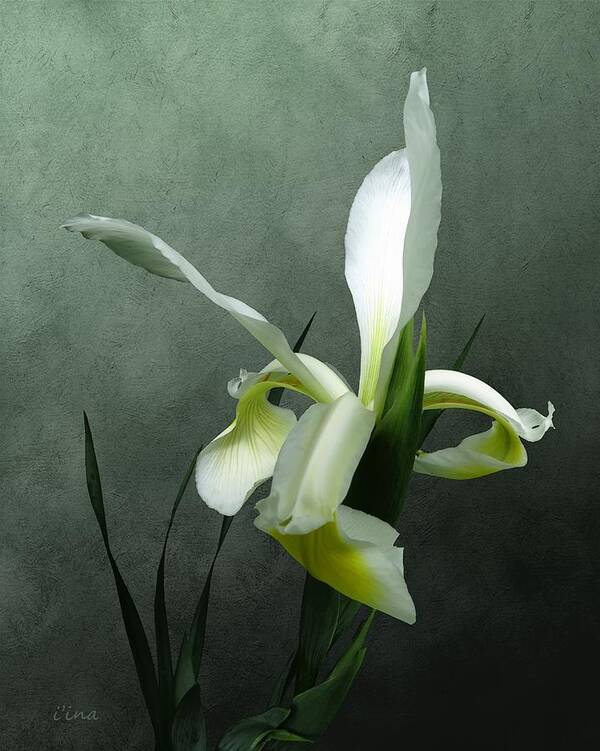 White Iris Art Print featuring the photograph Iris Celebration by I'ina Van Lawick