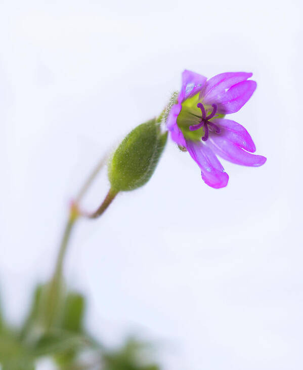 Flower Art Print featuring the photograph Isolated flower by Paul Cowan