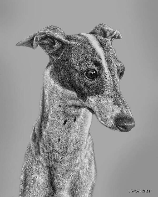 Italian Grayhound Art Print featuring the digital art Italian Grayhound 2 by Larry Linton