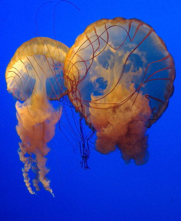 Jellyfish Art Print featuring the photograph Jellyfish by Cat Rondeau