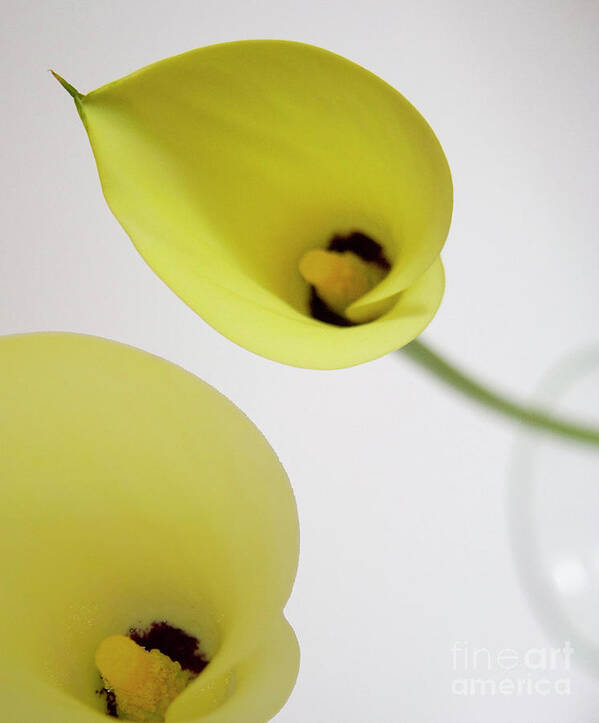 #abstract #flower #floral #botanical #art #artist #print #photography #beauty #nature #expressionism #cala #lily #yellow #joiedevivre Art Print featuring the photograph Joie De Vivre by Jacquelinemari