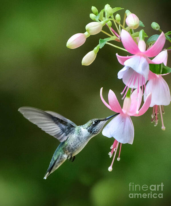 Hummingbird Art Print featuring the photograph Just a Sip by Amy Porter