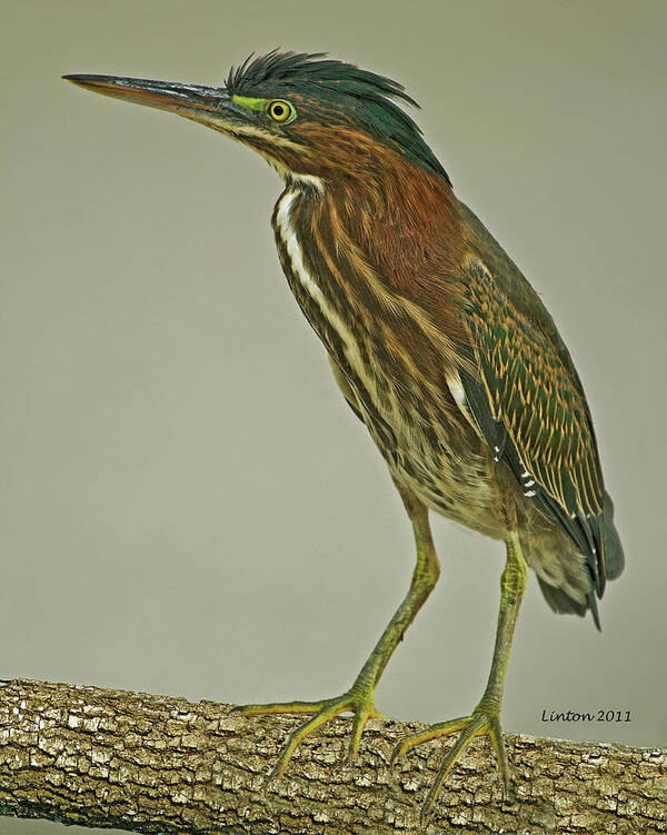 Green-backed Heron Art Print featuring the photograph Juvenile by Larry Linton