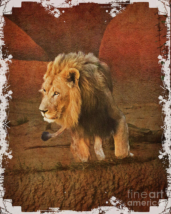 Lion Art Print featuring the photograph King_of_theJungle by Scott Parker
