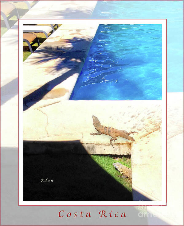 Iguanas Art Print featuring the photograph la Casita Playa Hermosa Puntarenas Costa Rica - Iguanas Poolside Greeting Card Poster by Felipe Adan Lerma