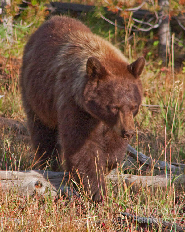 Ursus Americanus Art Print featuring the photograph Lil Red by Katie LaSalle-Lowery