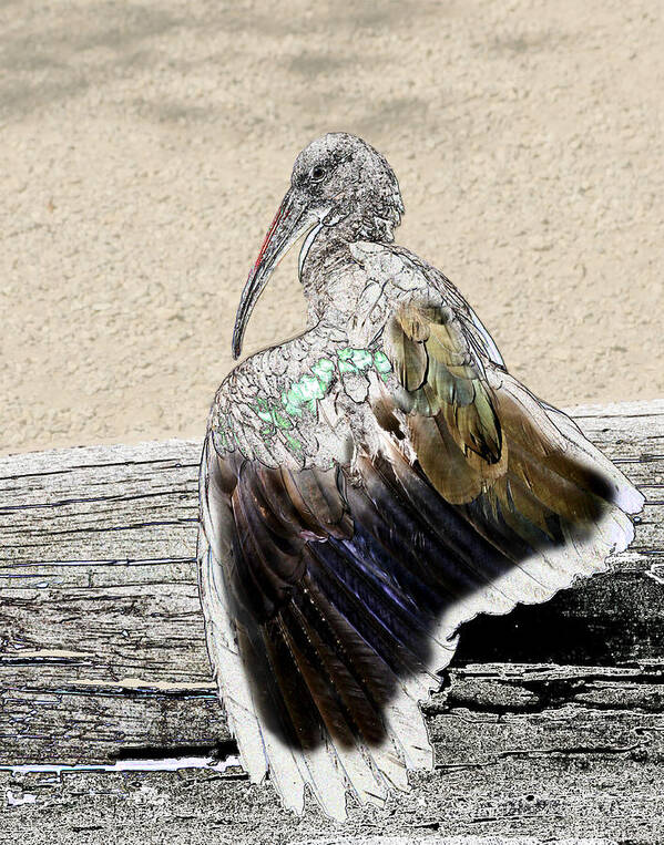 Ibis Art Print featuring the photograph Line Ibis by Torrey E Smith