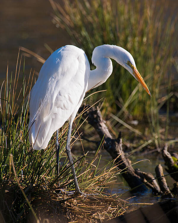 Great White Egret Hunt Hunting Looking For Lunch Day Sun Sunny Sunshine Fall Autumn Vertical Wildlife Bird Birds Refuge Nature Art Print featuring the photograph Looking For Lunch by Patrick Campbell