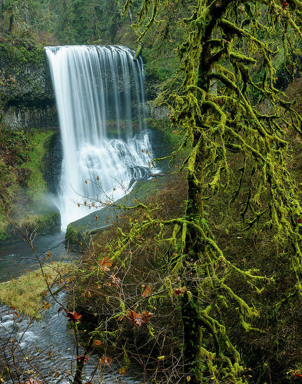 Forest Art Print featuring the photograph Middle North Falls by Robert Potts