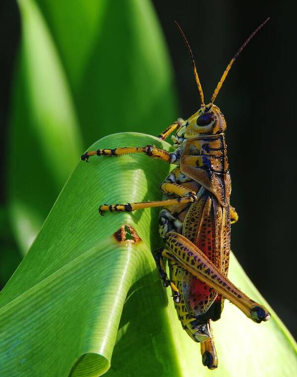 Lubber Grasshopper Art Print featuring the photograph Lubber Grasshopper II by Richard Rizzo