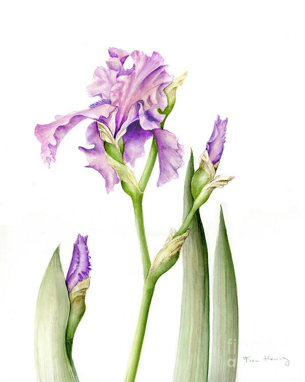 Botanical Art Print featuring the painting Magenta iris by Fran Henig