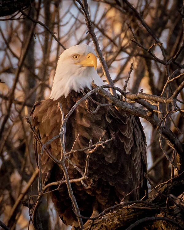 Eagle Art Print featuring the photograph Majestic by Allin Sorenson