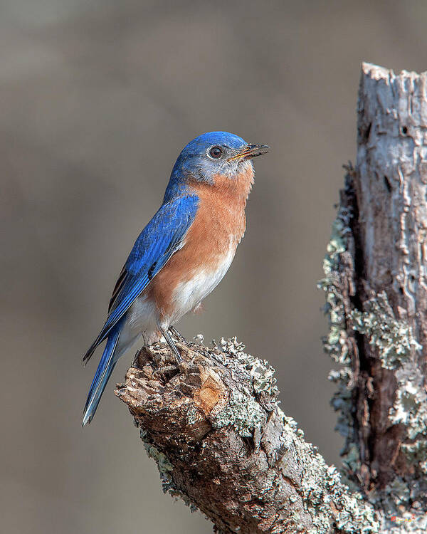 Nature Art Print featuring the photograph Male Eastern Bluebird Singing DSB0290 by Gerry Gantt