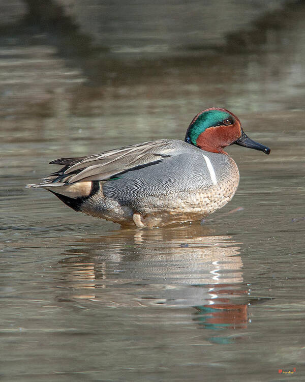 Nature Art Print featuring the photograph Male Green-winged Teal DWF0171 by Gerry Gantt