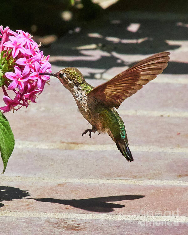 Humming Bird Art Print featuring the photograph Me and my shadow by Steve Ondrus