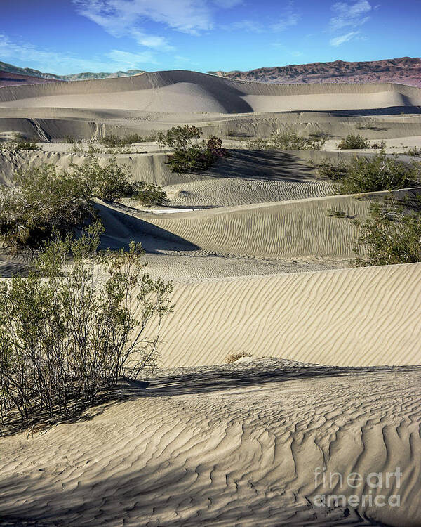 Mesquite Art Print featuring the photograph Mesquite Flats by David Meznarich