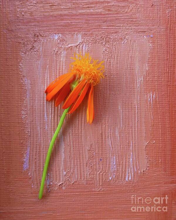 Mexican Art Print featuring the photograph Mexican Flame by Barbie Corbett-Newmin