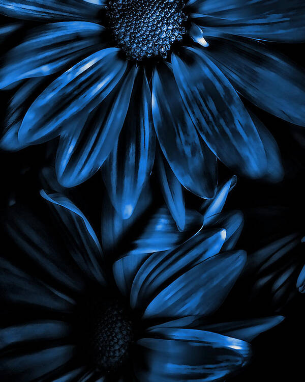 Midnight Blue Art Print featuring the photograph Midnight Blue Gerberas by Bonnie Bruno