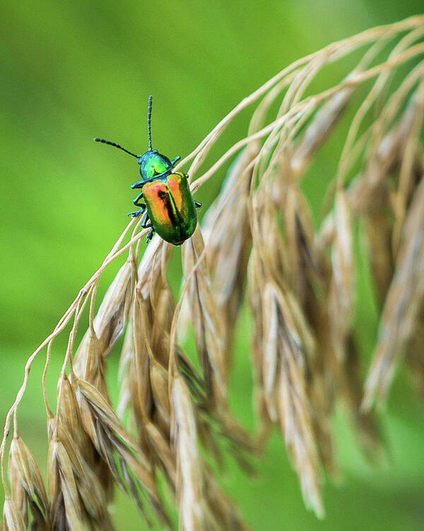 Grass Art Print featuring the photograph Mini Metallic Magnificence by Bill Pevlor