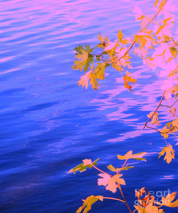 Water Art Print featuring the photograph Moment of Quiet by Sybil Staples