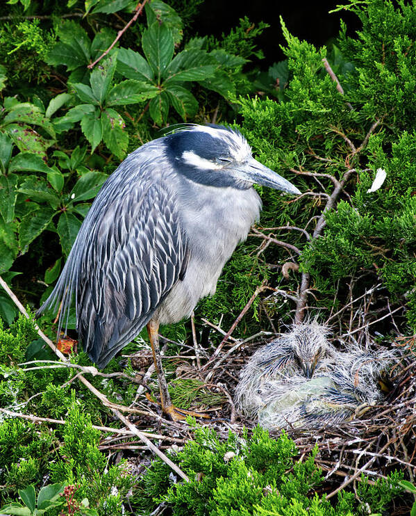 Birds Art Print featuring the photograph Mommy and Baby by Paul Ross