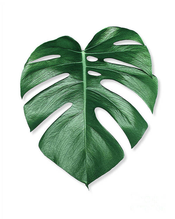 Monstera Palm Leaf Art Print by Scandinavian Walls