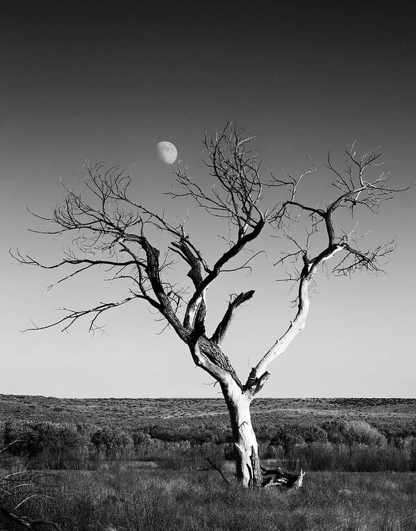 Landscapes Art Print featuring the photograph Moon and Memory at Bosque del Apache N M by Mary Lee Dereske