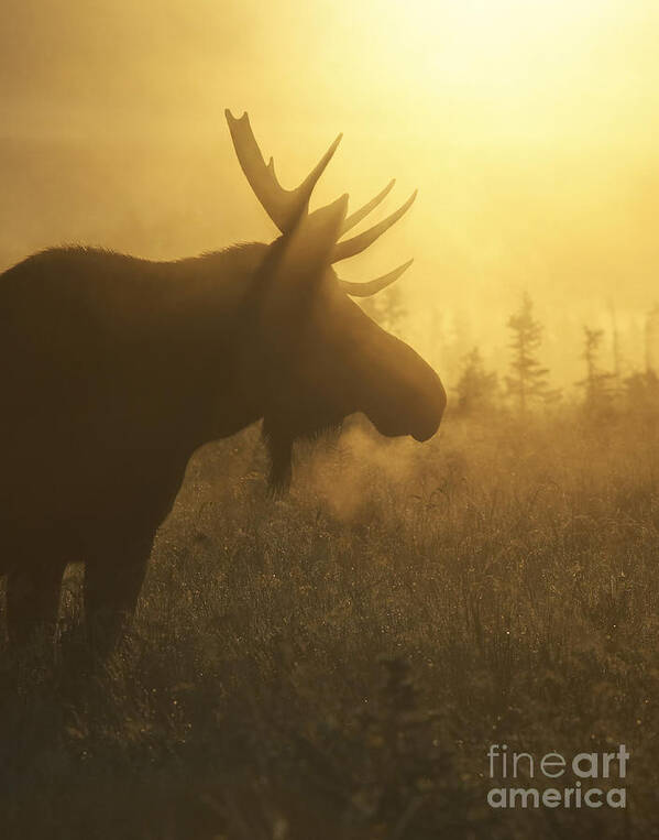 Moose Art Print featuring the photograph Moose in Mist by Tim Grams