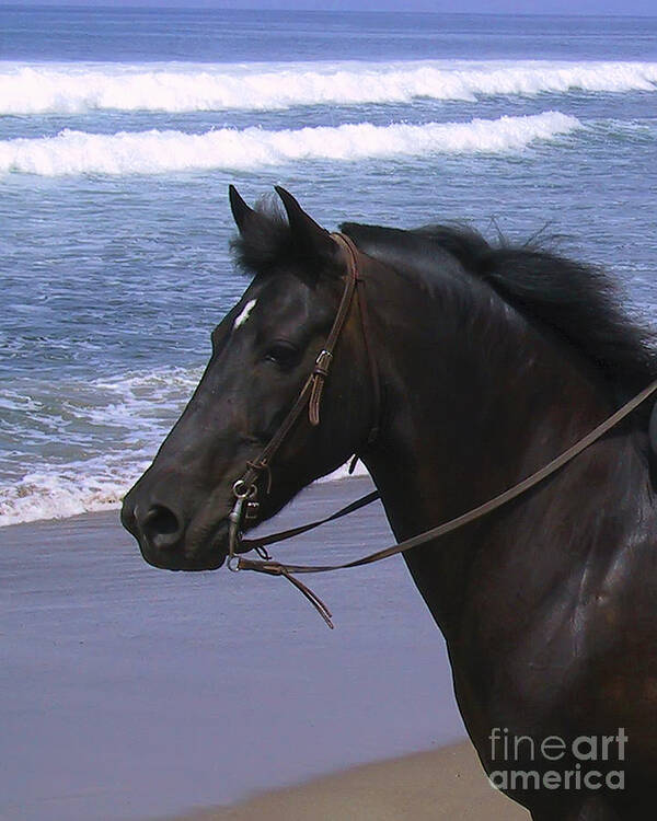Horses Art Print featuring the photograph Morgan Head Horse on Beach by Waterdancer