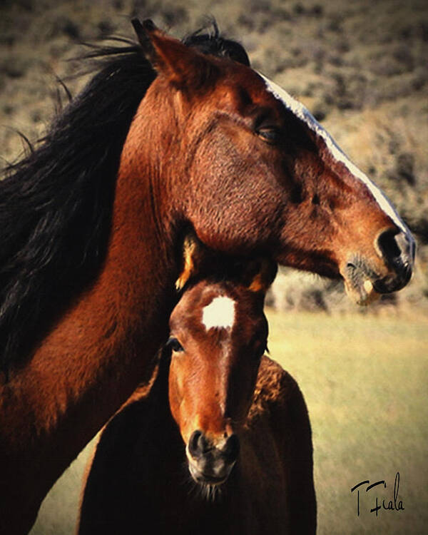 Horse Art Print featuring the photograph Mother and Son Wild by Terry Fiala