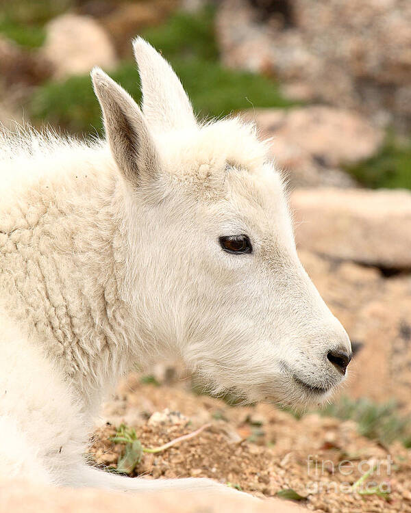 Mountain Goat Art Print featuring the photograph Mountain Goat Kid With Peaceful Gaze by Max Allen