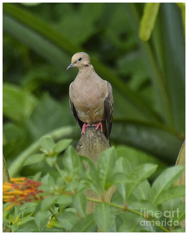 Dove Art Print featuring the photograph Mourning Dove by Carol Bradley